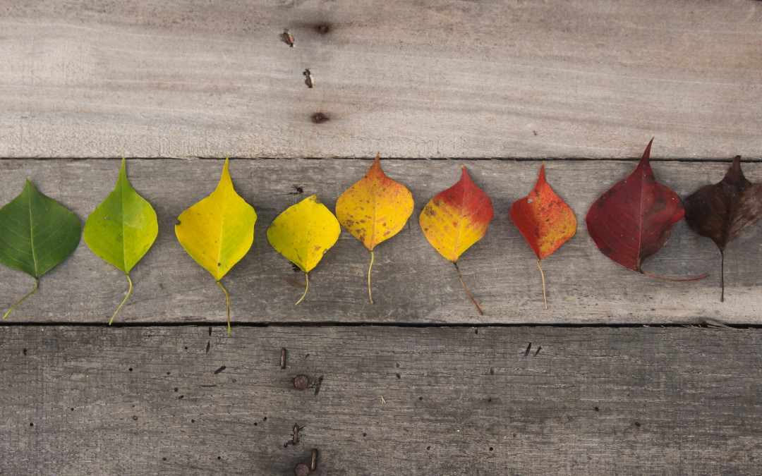 How to Find Joy When the Seasons Change