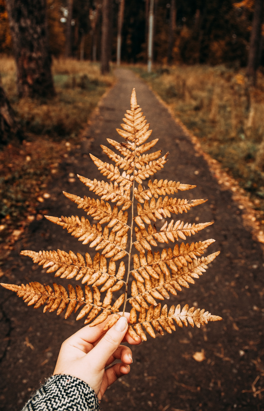 fall meditation 